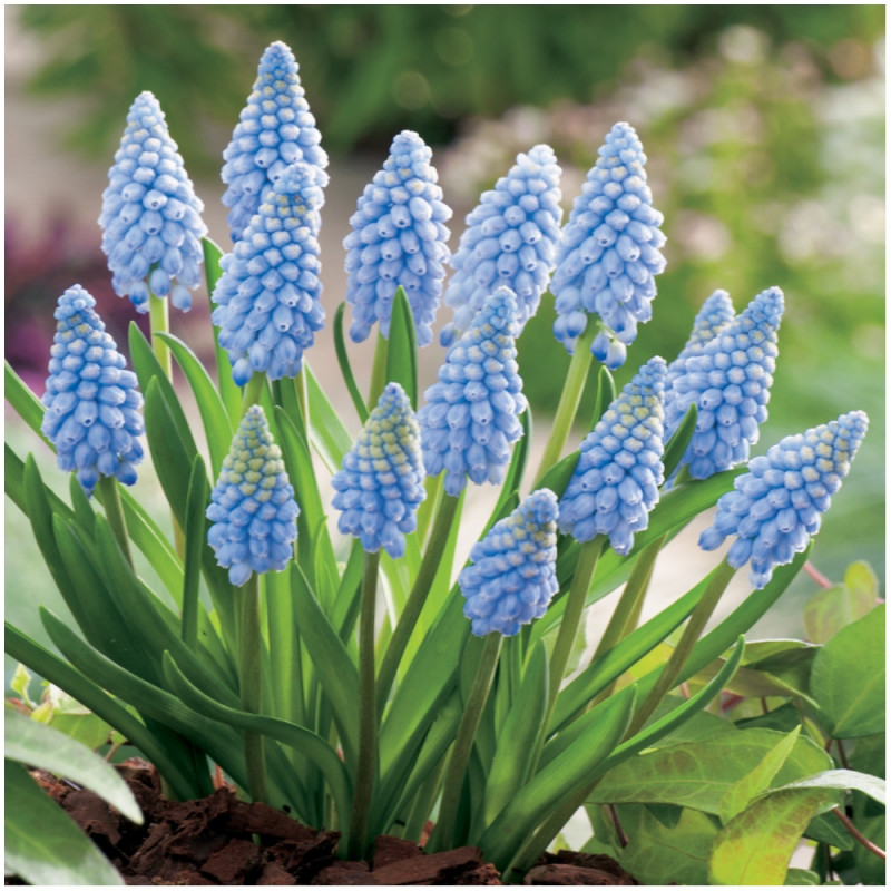 Szafirek Muscari Valerie Finnis