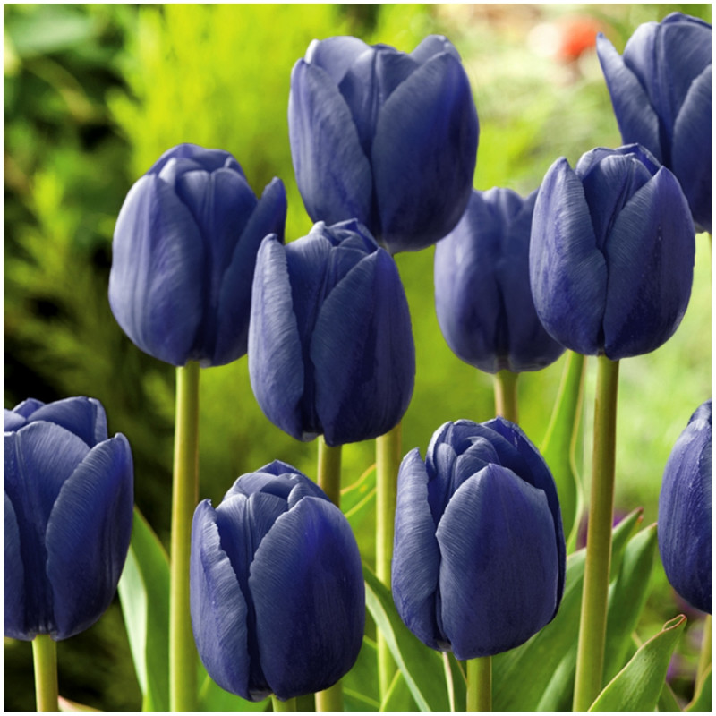 Tulipan Tulipa Blue Aimable