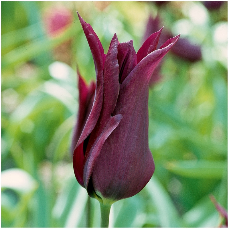 Tulipan Tulipa Burgundy