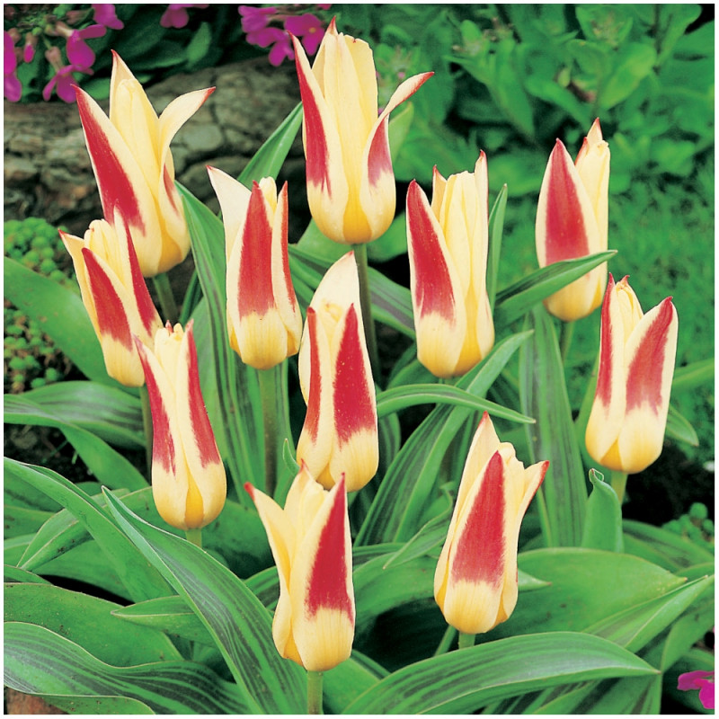 Tulipan Tulipa Johann Strauss