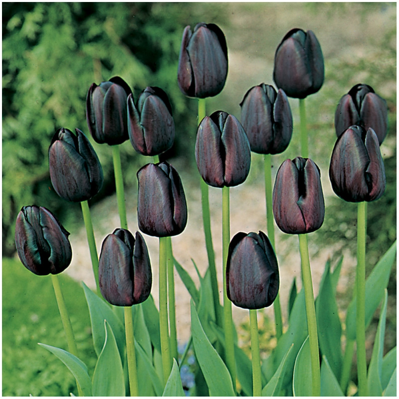 Tulipan Tulipa Queen of Night