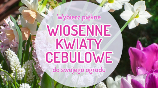 TOP 50 roślin cebulowych do Twojego ogrodu. Posadź jesienią, ciesz się wiosną!