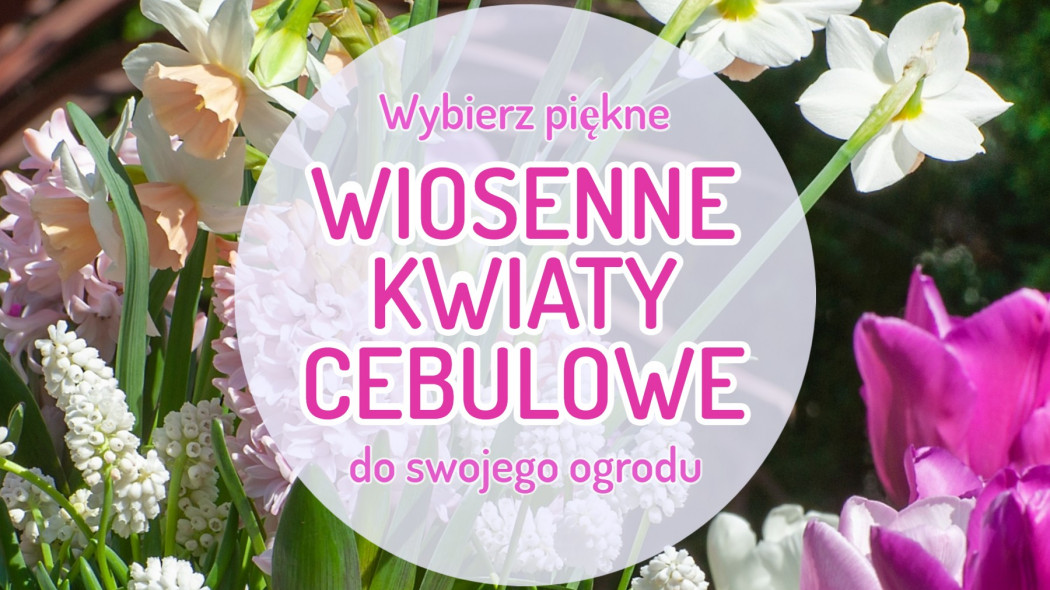 TOP 50 roślin cebulowych do Twojego ogrodu Posadź jesienią, by kwitły wiosną