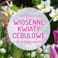 TOP 50 roślin cebulowych do Twojego ogrodu. Posadź jesienią, ciesz się wiosną!