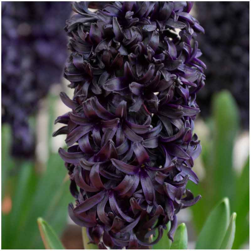 Hiacynt Hyacinthus Dark Dimension