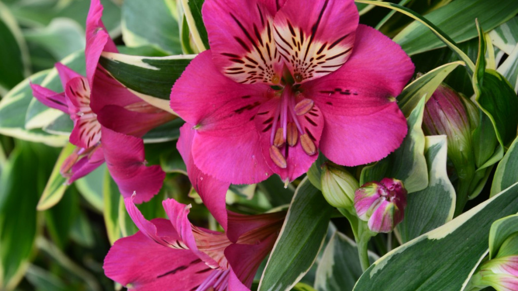 Alstroemeria RIVER VALLEY 'Tessumriver' PBR