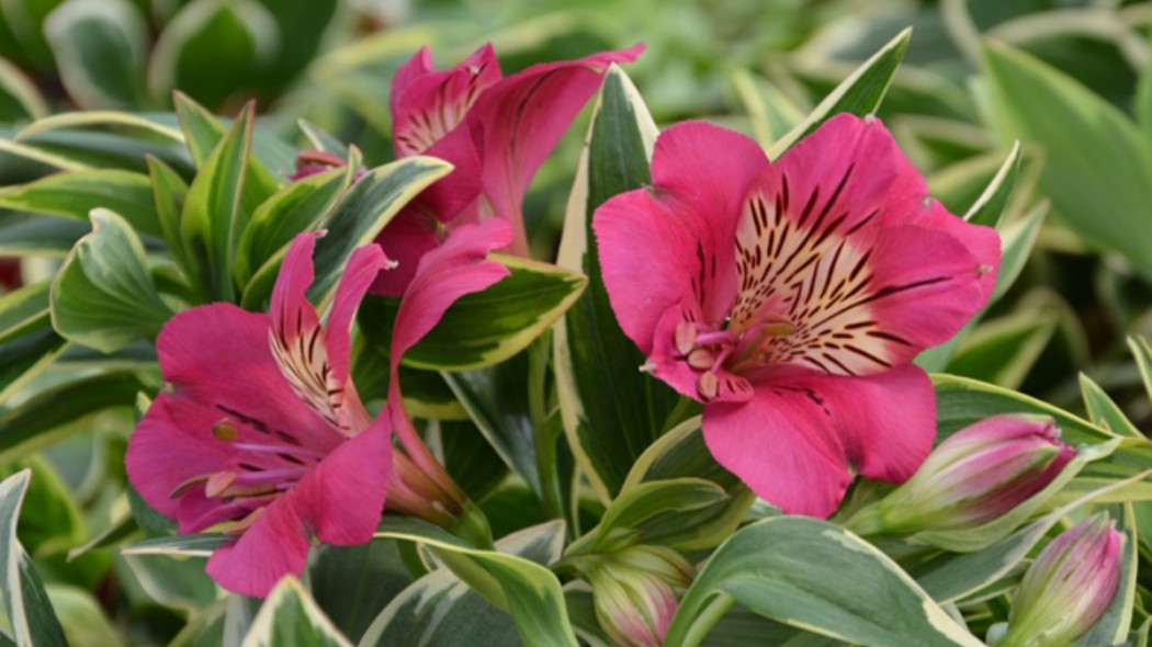 Alstroemeria RIVER VALLEY Tessumriver PBR