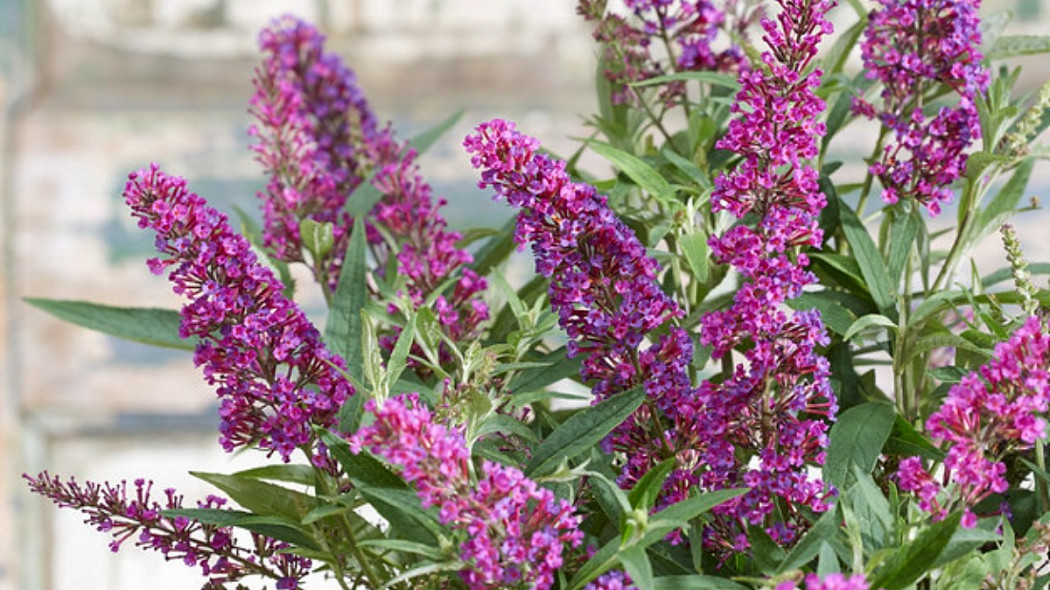 Buddleja davidii BUTTERFLY TOWER 'Tobud1305' PBR