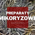 Preparaty mikoryzowe do ogrodu | Jakie wybrać i gdzie kupić?