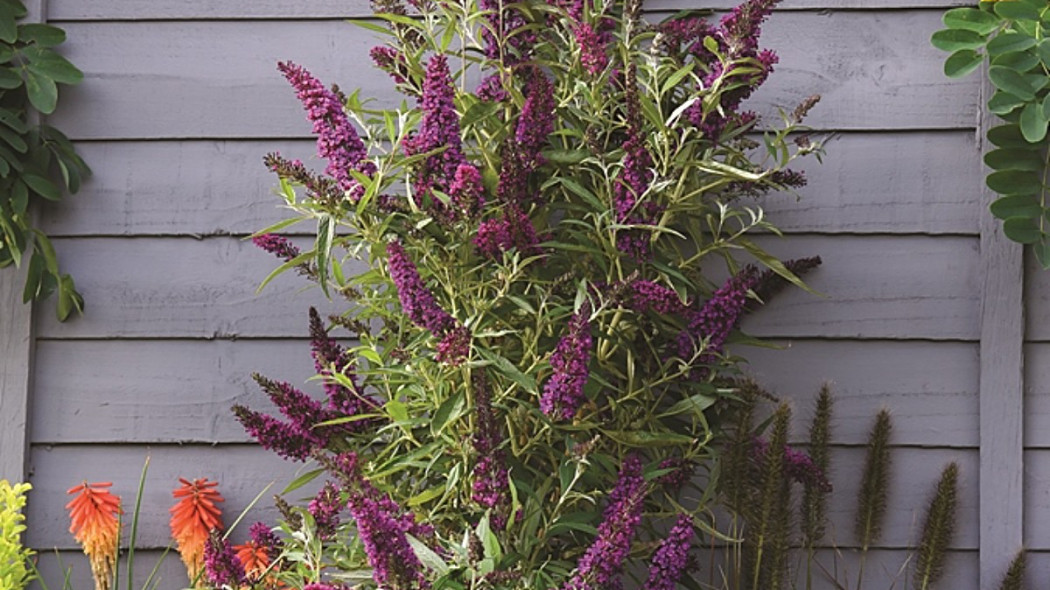 Buddleja davidii BUTTERFLY TOWER 'Tobud1305' PBR