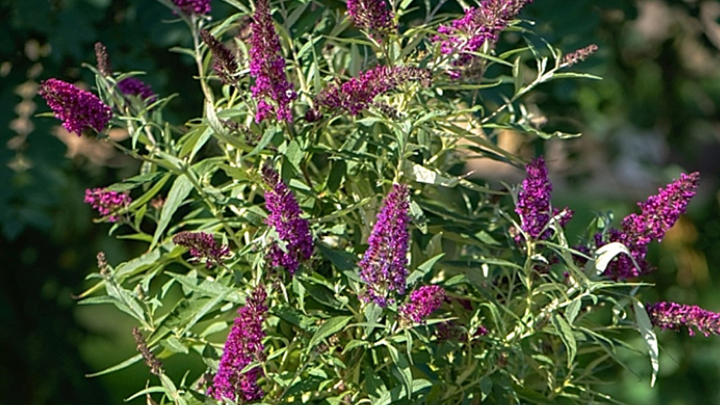 Buddleja davidii BUTTERFLY TOWER 'Tobud1305' PBR