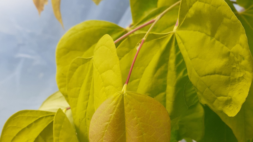 Cercis canadensis GOLDEN FALLS ‘NC2015-12’ PLP