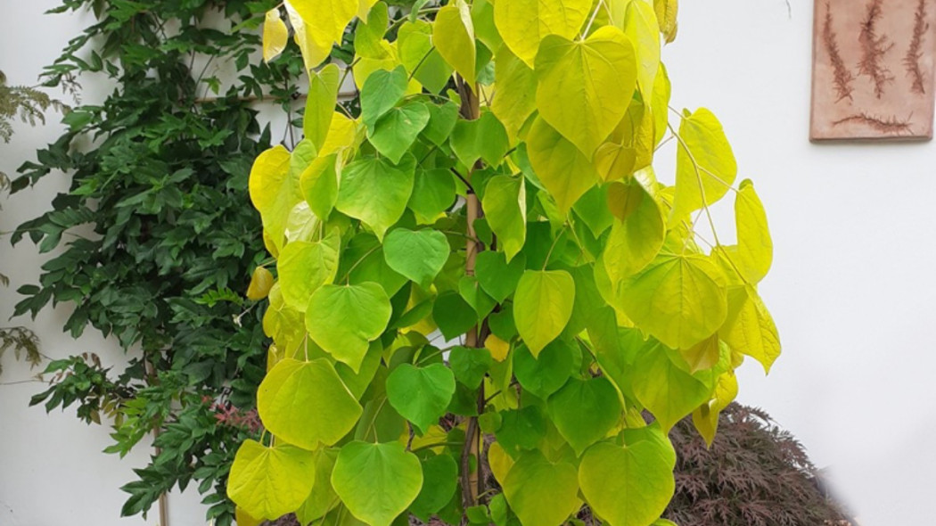 Cercis canadensis GOLDEN FALLS ‘NC2015-12' PLP