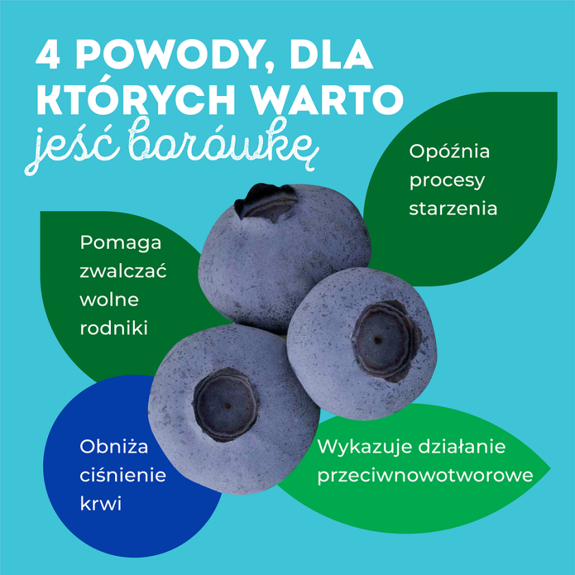 właściwości zdrowotne borówki amerykańskiej