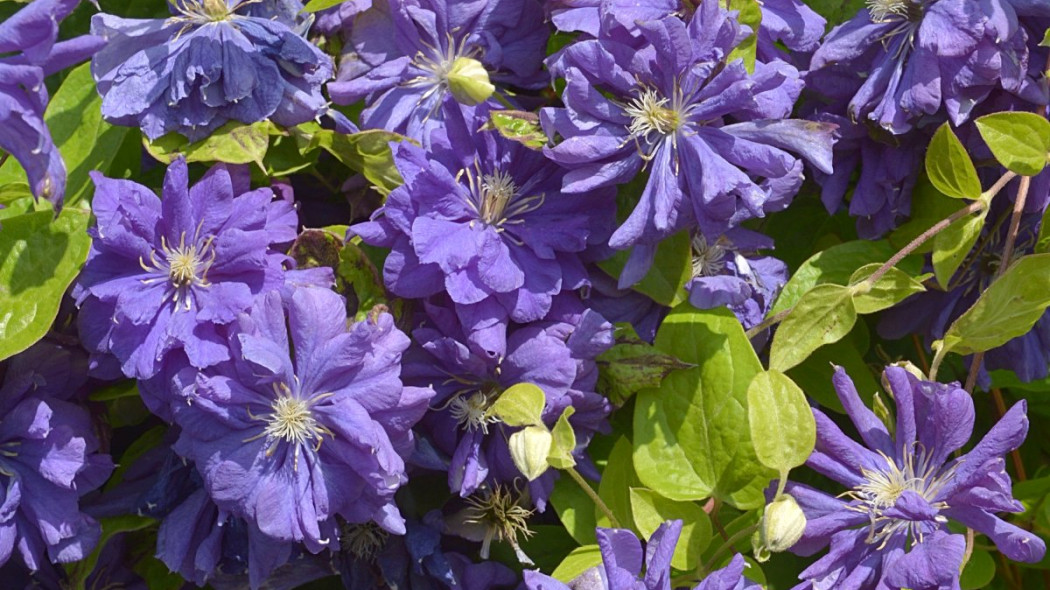 Clematis 'Floral Dance' PBR