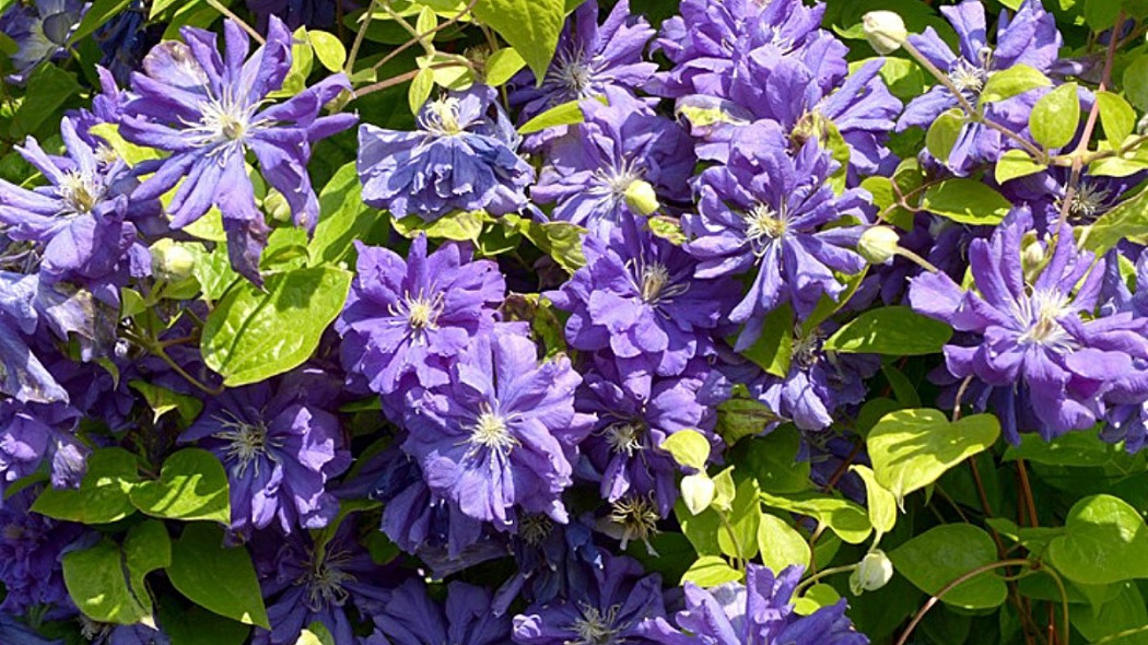 Clematis 'Floral Dance' PBR