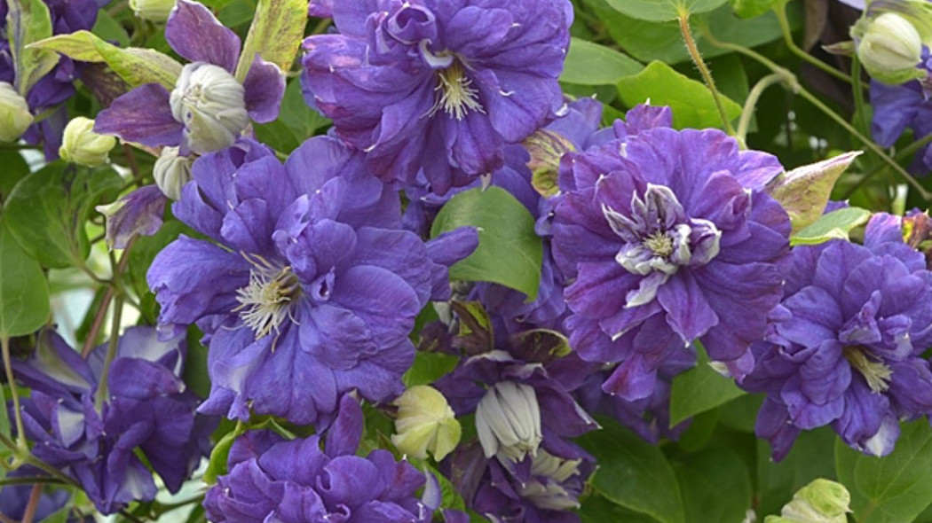 Clematis 'Floral Dance' PBR