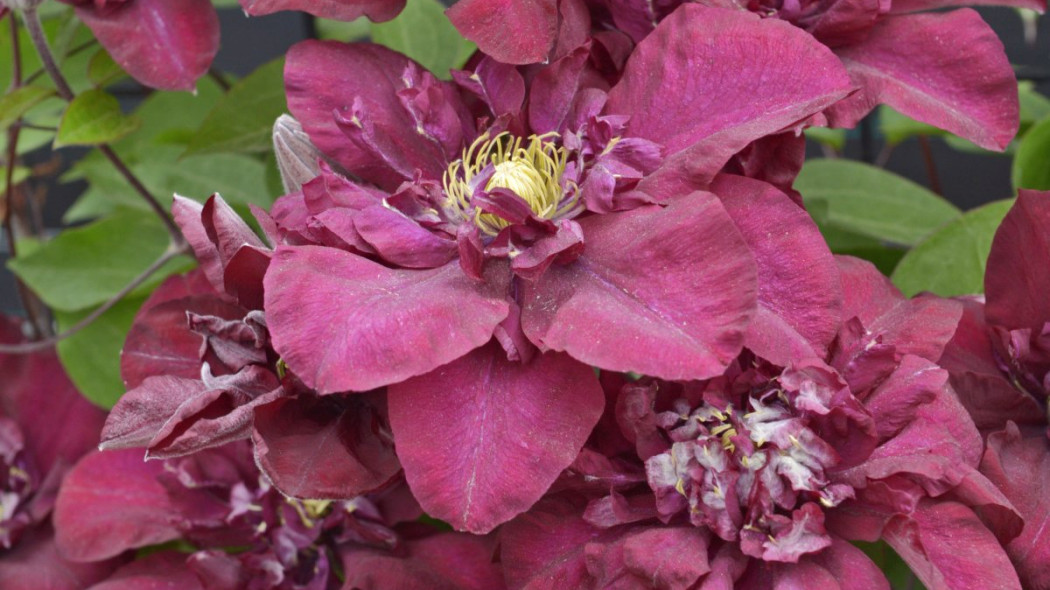 Clematis 'Jan III Sobieski' PBR