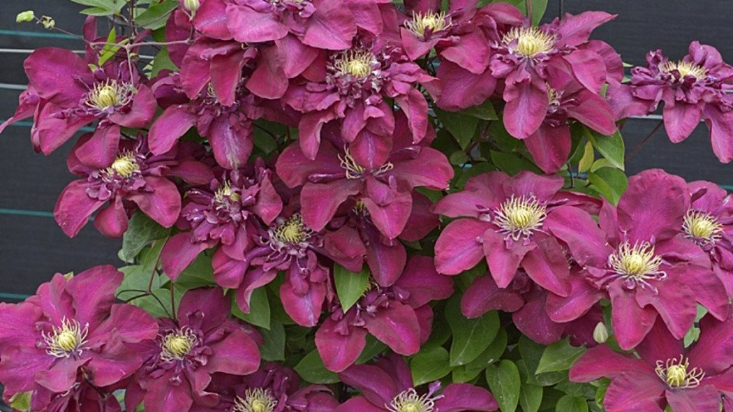 Clematis 'Jan III Sobieski' PBR