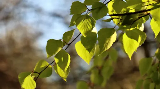 Ogród z brzozami | 21 inspirujących pomysłów na aranżacje