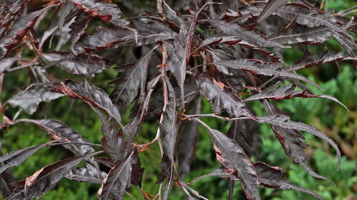 Buk pospolity MIDNIGHT FEATHER (Fagus sylvatica 'Midnight Feather') - opis,  wygld, wymagania, uprawa i pielgnacja