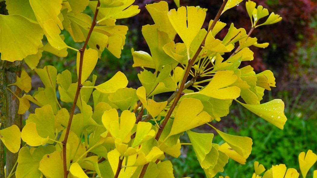 Ginkgo biloba GOLD FLAME® 'Desginb2'