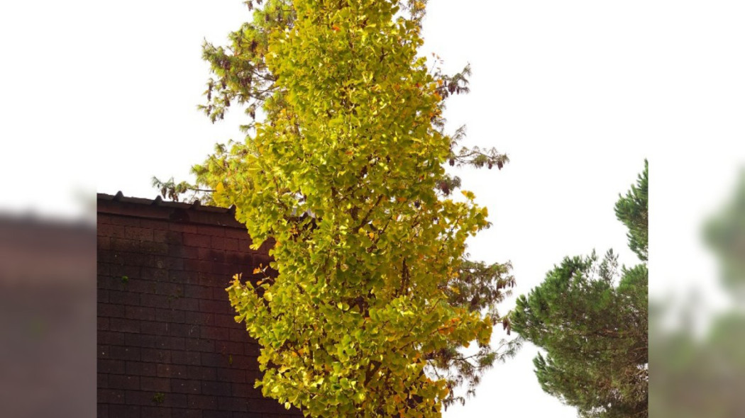 Ginkgo biloba GOLD FLAME® 'Desginb2'