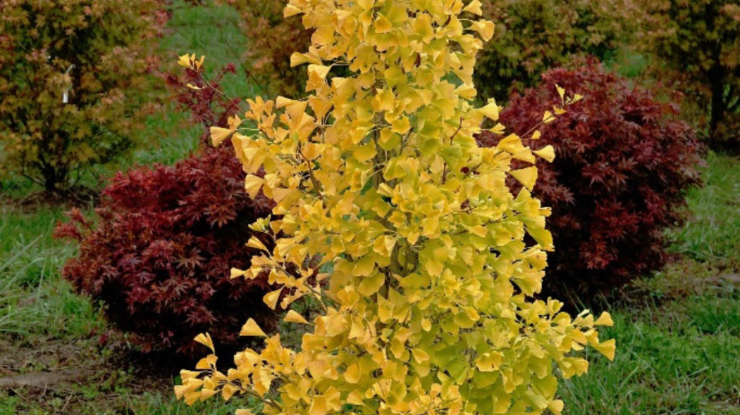 Ginkgo biloba GOLD FLAME® 'Desginb2'