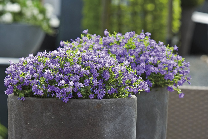 Dzwonki (łac. Campanula) w dużych pojemnikach na nowoczesnym tarasie