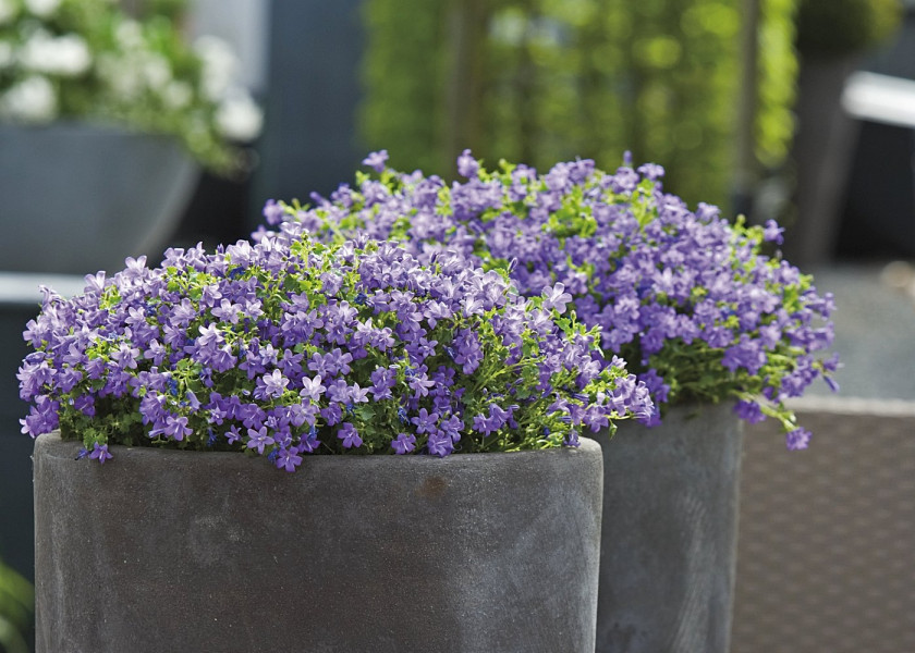 Dzwonki (łac. Campanula) w dużych pojemnikach na nowoczesnym tarasie Dzwonki (łac. Campanula) w dużych pojemnikach na nowoczesnym tarasie