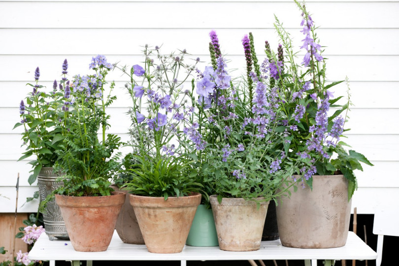 Dzwonki Campanula kwiaty wieloletnie na balkon i taras, fot. floradania.dk