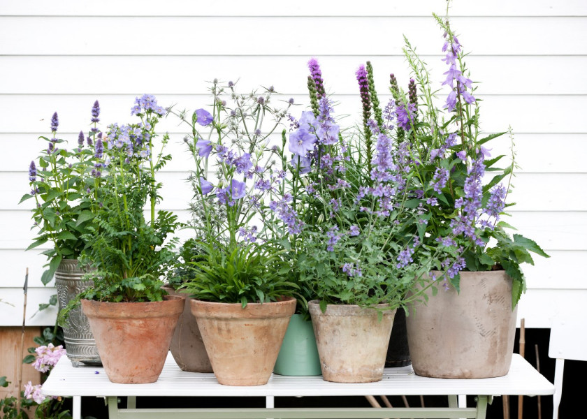 Dzwonki Campanula kwiaty wieloletnie na balkon i taras, fot. floradania.dk Dzwonki Campanula kwiaty wieloletnie na balkon i taras, fot. floradania.dk