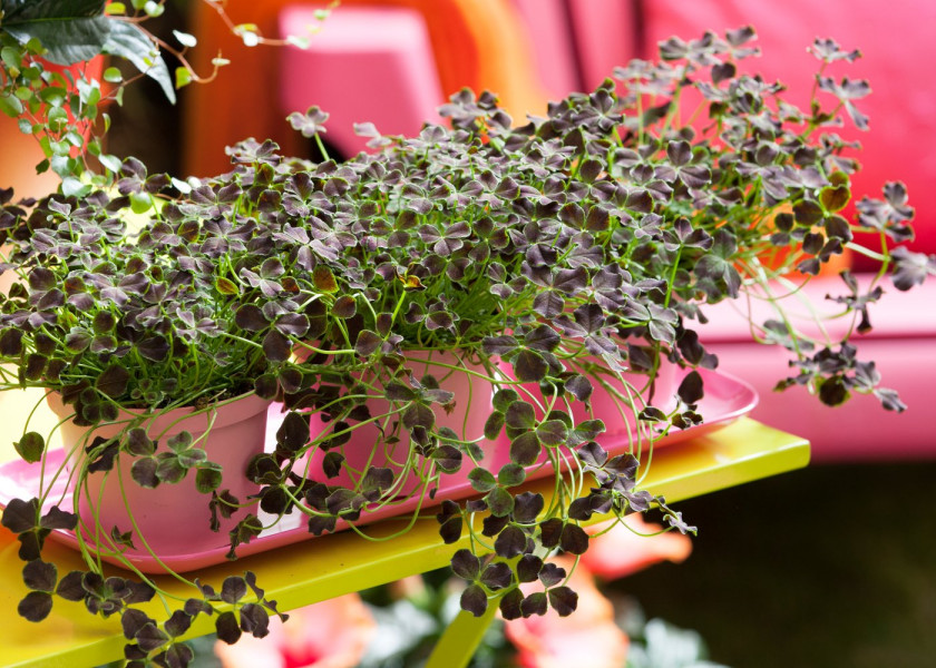 Koniczyna biała Trifolium repens, kwiaty wieloletnie na balkon i taras, fot. floradania.dk Koniczyna biała Trifolium repens, kwiaty wieloletnie na balkon i taras, fot. floradania.dk