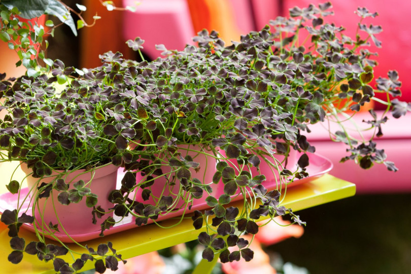 Koniczyna biała Trifolium repens, kwiaty wieloletnie na balkon i taras, fot. floradania.dk