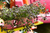 Koniczyna biała Trifolium repens, kwiaty wieloletnie na balkon i taras, fot. floradania.dk