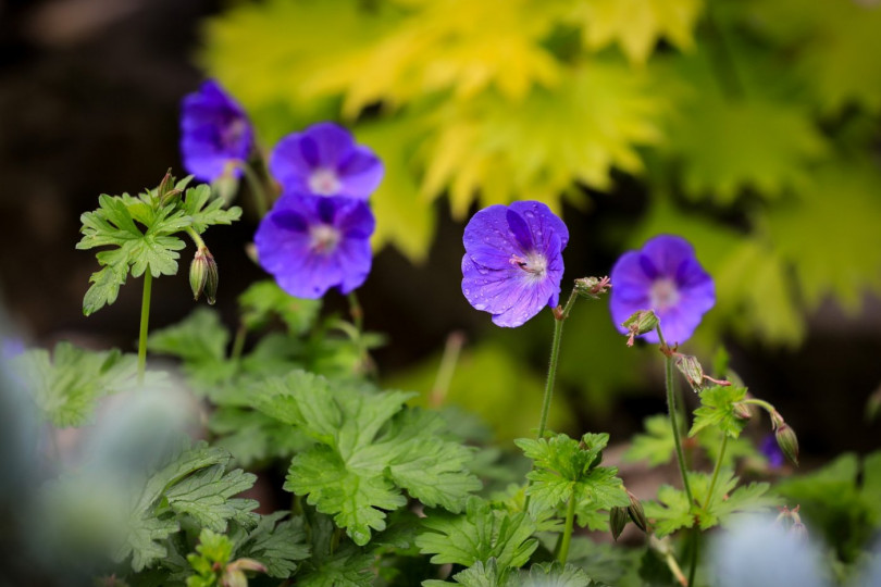 Bodziszek łąkowy Geranium kwiaty wieloletnie na balkon i taras, fot. Ilona Ilyés - Pixabay