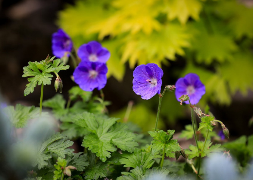 Bodziszek łąkowy Geranium kwiaty wieloletnie na balkon i taras, fot. Ilona Ilyés - Pixabay Bodziszek łąkowy Geranium kwiaty wieloletnie na balkon i taras, fot. Ilona Ilyés - Pixabay