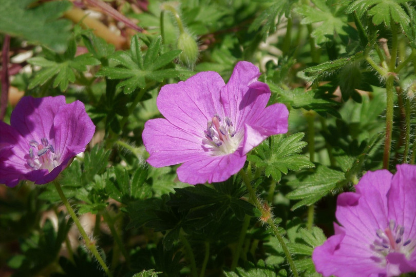 Bodziszek czerwony Geranium sanguineum, fot. Meatle - Pixabay