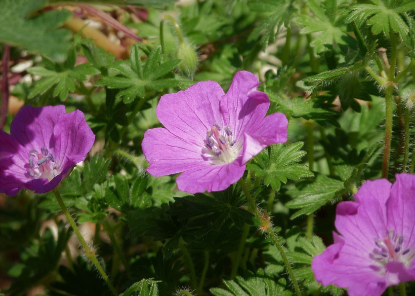 Bodziszek czerwony Geranium sanguineum, fot. Meatle - Pixabay Bodziszek czerwony Geranium sanguineum, fot. Meatle - Pixabay