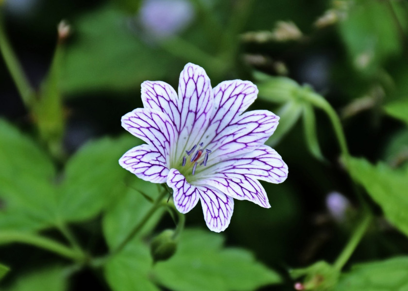 Bodziszek różnobarwny Geranium versicolor kwiaty wieloletnie na balkon i taras, fot. u_3heuehh9 - Pixabay Bodziszek różnobarwny Geranium versicolor kwiaty wieloletnie na balkon i taras, fot. u_3heuehh9 - Pixabay