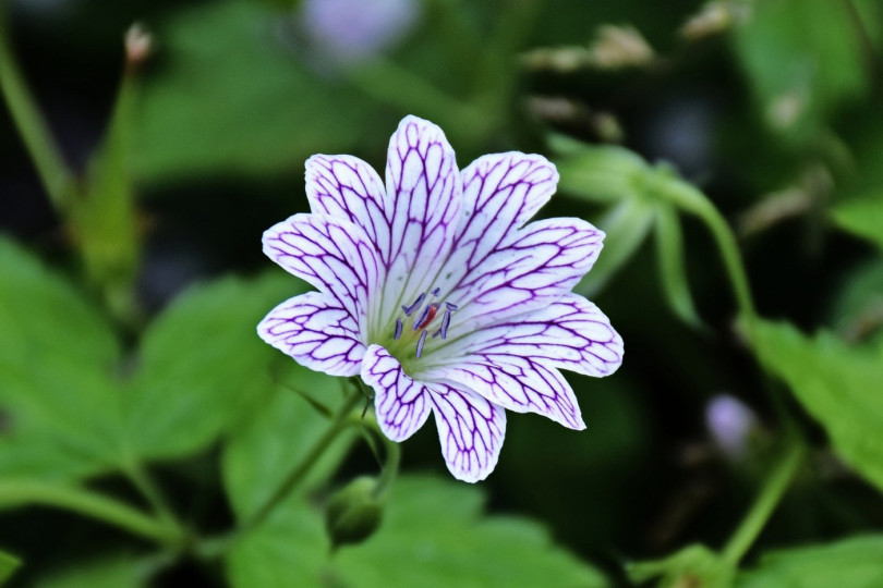 Bodziszek różnobarwny Geranium versicolor kwiaty wieloletnie na balkon i taras, fot. u_3heuehh9 - Pixabay