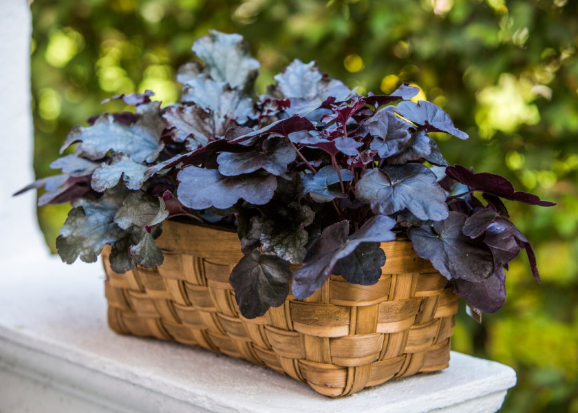Żurawki Heuchera kwiaty wieloletnie na balkon i taras, fot. floradania.dk Żurawki Heuchera kwiaty wieloletnie na balkon i taras, fot. floradania.dk
