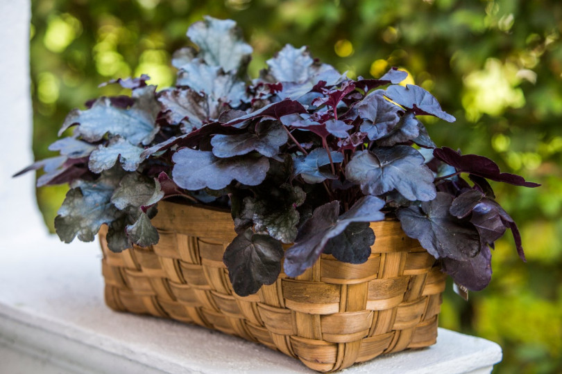 Żurawki Heuchera kwiaty wieloletnie na balkon i taras, fot. floradania.dk