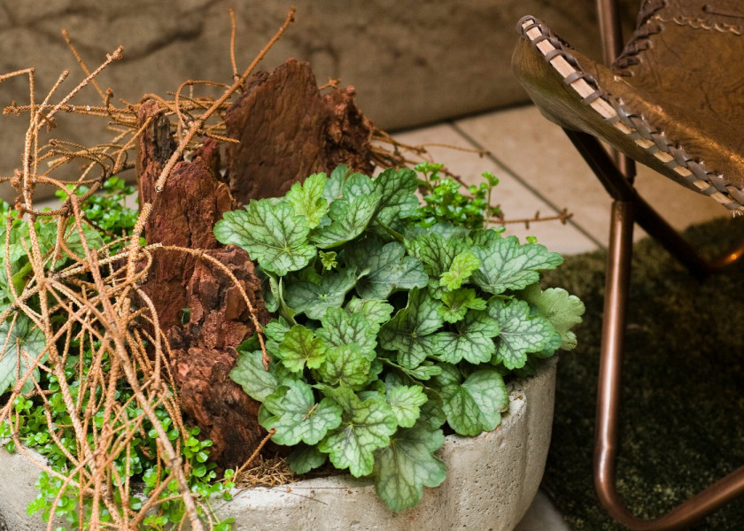 Żurawki Heuchera kwiaty wieloletnie na balkon i taras, fot. floradania.dk Żurawki Heuchera kwiaty wieloletnie na balkon i taras, fot. floradania.dk