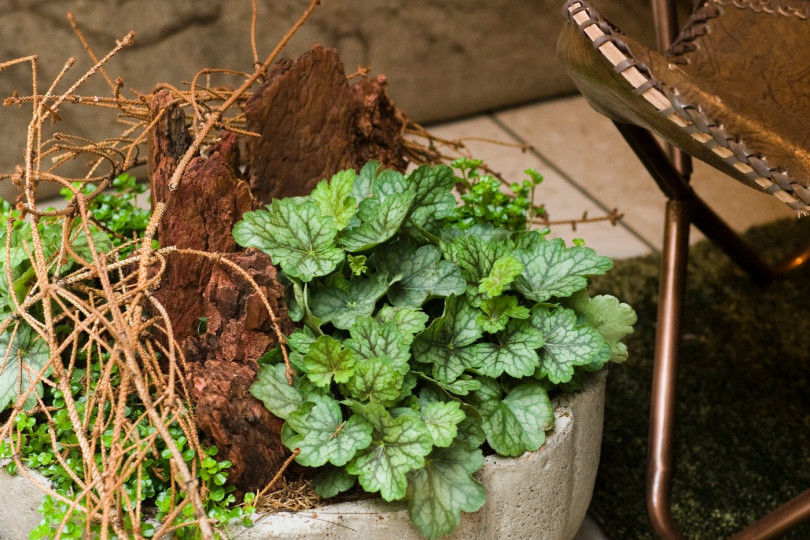 Żurawki Heuchera kwiaty wieloletnie na balkon i taras, fot. floradania.dk