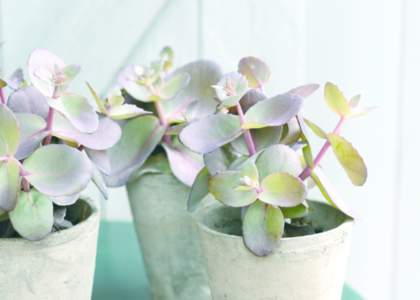 Rozchodnik okazały Sedum spectabile kwiaty wieloletnie na balkon i taras, fot. floradania.dk Rozchodnik okazały Sedum spectabile kwiaty wieloletnie na balkon i taras, fot. floradania.dk