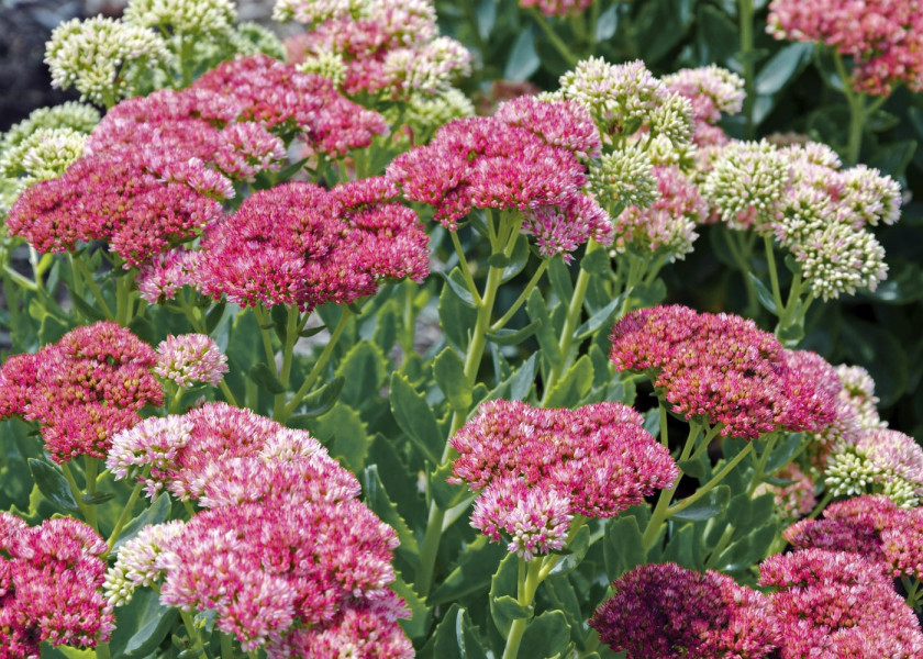 Rozchodnik okazały Sedum spectabile kwiaty wieloletnie na balkon i taras, fot. Paulican z Pixabay Rozchodnik okazały Sedum spectabile kwiaty wieloletnie na balkon i taras, fot. Paulican z Pixabay