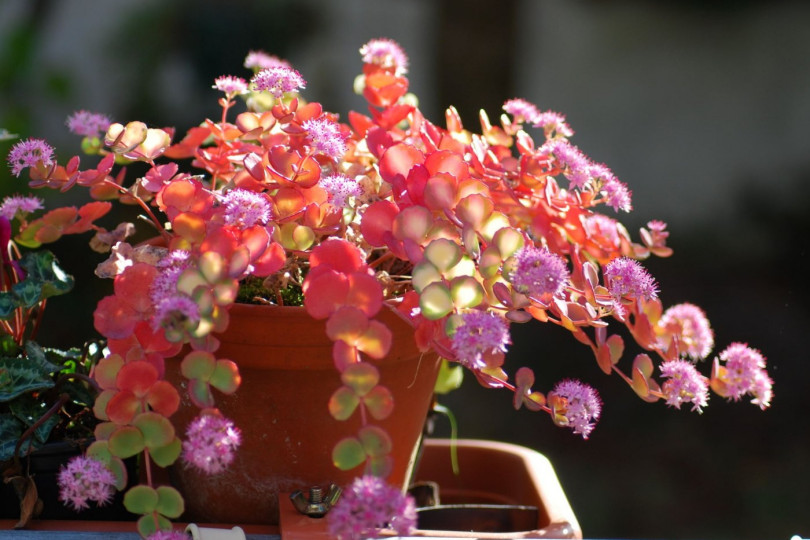 Rozchodnik siebolda sedum sieboldii kwiaty wieloletnie na balkon i taras, fot. Ortrun Lenz - Pixabay