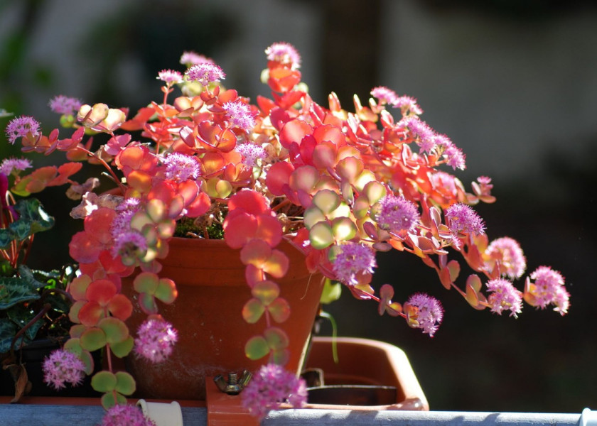 Rozchodnik siebolda sedum sieboldii kwiaty wieloletnie na balkon i taras, fot. Ortrun Lenz - Pixabay Rozchodnik siebolda sedum sieboldii kwiaty wieloletnie na balkon i taras, fot. Ortrun Lenz - Pixabay