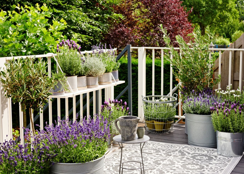 Lawenda lavandula kwiaty wieloletnie na balkon i taras, fot. thejoyofplants.co.uk Lawenda lavandula kwiaty wieloletnie na balkon i taras, fot. thejoyofplants.co.uk
